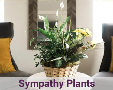 Sympathy Plants - Sympathy Plant Delivery