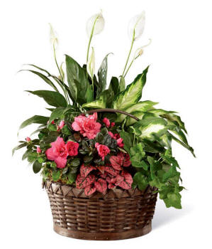 A dish garden with a peace lily, pink azalea, and assorted green plants in a wicker basket