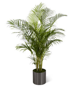 Natural Palm Plant