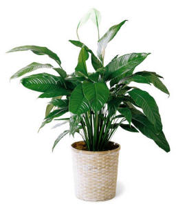 Peace Lily Plant
