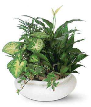 Dish garden gift with Dracaena, Variegated Ivy, Palm, Green Spathiphyllum, White Butterfly Syngonium, and a 9-inch white container.