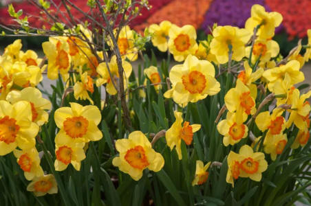 A beautiful image of a close up field of yellow daffodils blooming in the springtime