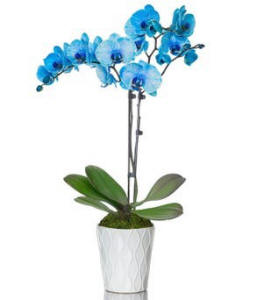 Blue Orchids $84.99