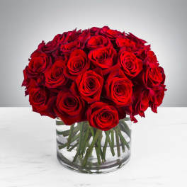 Crimson Passion