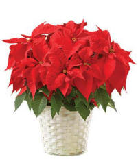 Christmas Pointsetta Flowers Plant delivery to Shawnee KS