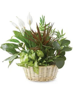 Classic Dish Garden - Plants As Gifts