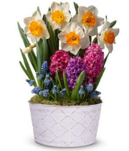 Daffodil Sunshine Flower Garden $54.99