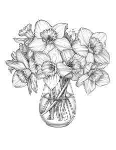 Daffodil Coloring Page #1 $2.99