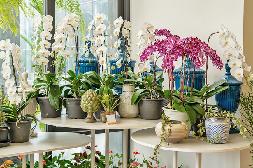 A showcase table displaying a wide variety of orchid plants