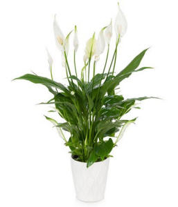 Elegant Peace Lily Sympathy Plant