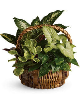 Emerald Garden Sympathy Plant