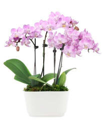 fancy pink orchids