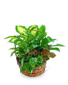 Medium dish garden of green plants