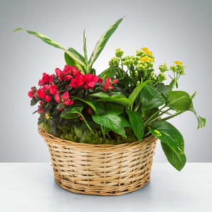 Mixed Plant Basket