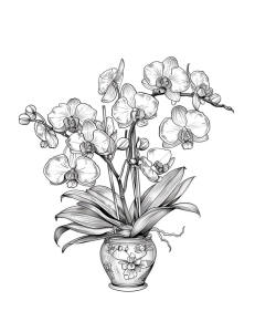 Daffodil Coloring Page #6 $2.99