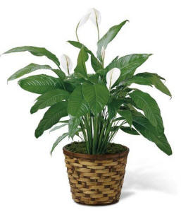 Peace Lily Sympathy Plant