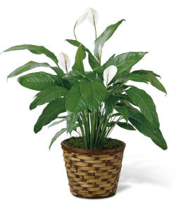 https://gift-basket-connection.com/peace lily sympathy plant