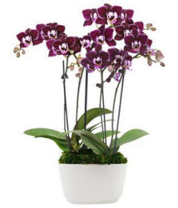 Plum Mini Orchids $64.99