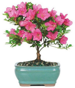Pink Azalea Sympathy Plant