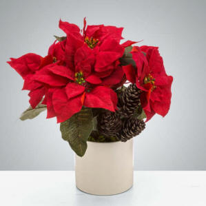 Poinsettia Plant