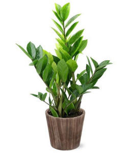 Potted Sympathy Houseplant