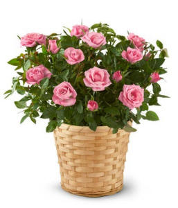 Pretty Pink Sympathy Roses Plant
