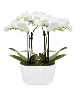 Pristine White Sympathy Orchids