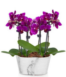 Purple Mini Orchid