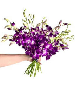 Purple Dendroblum Orchids $79.99
