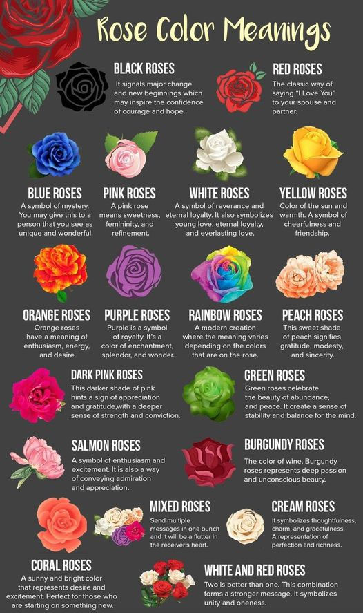 rose color meanings