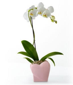 Sweet Love Orchids $64.99