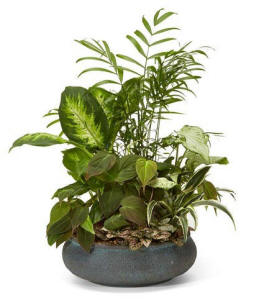 Sympathy Dish Garden Plant