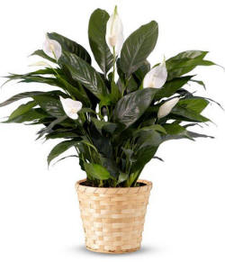 Rhode Island Sympathy Plants - Peace Lily, Green Plant Baskets