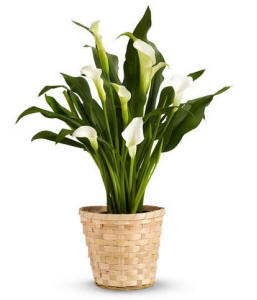 White Calla Lily Sympathy Plant